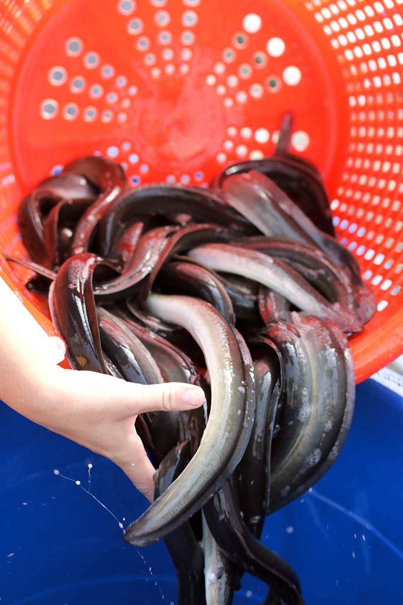 Orange bucket full of wet eels being poured out