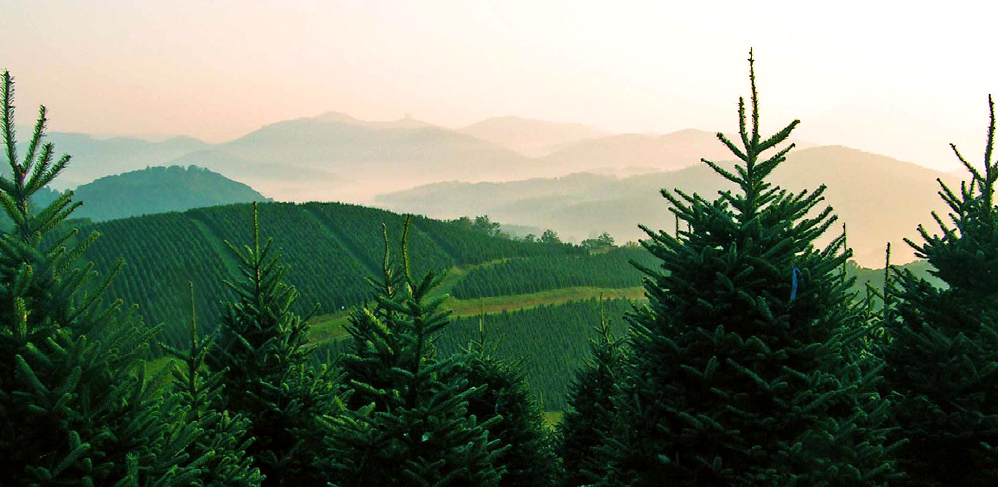 Frazier Fir trees in the mountains of North Carolina